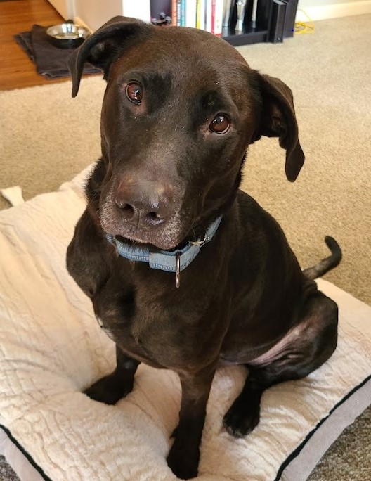 Save the animals foundation magnified giving approved nonprofits